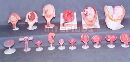 HUMAN PREGNANCY SERIES MODEL (16 PCS / SET)